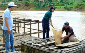 Trên sông Đồng Nai ở Lâm Đồng nuôi thứ cá bổ như nhân sâm nước, hễ nói bán là hết sạch