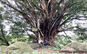Một cây cổ thụ hàng trăm năm tuổi ở một xã có tên là Gào của Gia Lai, đó là loại cây gì?