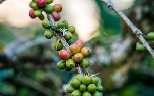 Giá cà phê ngày 14/10: Đà tăng kéo dài, cà phê Việt Nam mất mùa