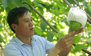 Ở một xã của Sơn La có 26 hộ nông dân rủ nhau trồng loại quả gì mà thu hơn 100 tỷ/năm?
