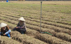 Sáng còn gặt lúa, chiều nông dân một huyện ở Thái Bình đã rẽ đất trồng những loài cây ưa ấm