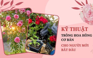 SỔ TAY NHÀ NÔNG: Hướng dẫn kỹ thuật trồng hoa hồng cơ bản cho người mới bắt đầu