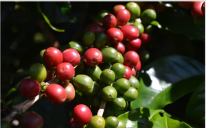 Giá cà phê ngày 15/10: Trong nước hồi phục mức 64.000 đồng/kg