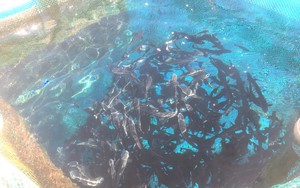 Một hòn đảo ở Quảng Ngãi cách bờ biển hơn 27km, dân nuôi thứ cá giò toàn con to bự, bắt bán hàng tấn