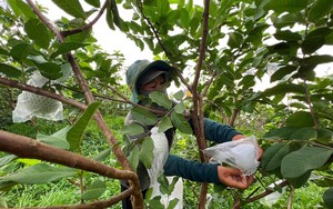 Trồng ổi lê Đài Loan theo phong cách 'thưa thớt', anh nông dân Hải Dương thu 120 triệu đồng/ha