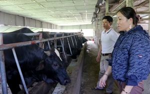 Được hỗ trợ, nông dân Hà Tĩnh mạnh dạn nuôi bò 3B, thu nhập tốt hơn, giảm hộ nghèo, tăng hộ khá giàu