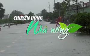 Chuyển động Nhà nông 16/10: Mưa lớn ở miền Trung khiến gần 150ha hoa màu bị ngập