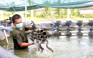 Loại cá ăn bổ như "nhân sâm nước" nuôi kiểu công nghệ cao, nông dân Tây Ninh lãi lớn