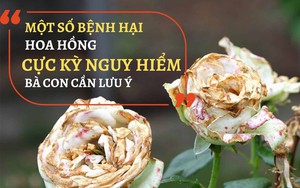 SỔ TAY NHÀ NÔNG: Một số bệnh hại nguy hiểm trên cây hoa hồng