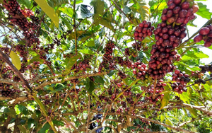 Giá cà phê ngày 17/10: Cà phê Robusta điều chỉnh giá nhẹ