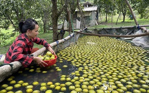 Loại quả này trồng ở Hà Tĩnh, muốn ăn ngon cả làng khen sao phải ngâm nước 3-4 ngày?