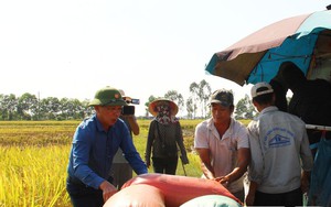 350 - 400 chiếc máy xuất hiện ở một huyện của tỉnh Thái Bình giúp nông dân gặt lúa