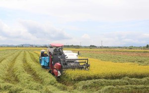 Điều gì làm nên chất lượng đặc biệt của lúa gạo Buôn Choah?