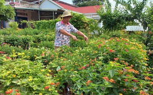 Nông dân Gia Lai kiếm bộn tiền nhờ biến loại hoa dại thành cây cảnh đang hot, cả làng phục lăn