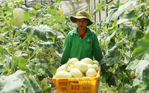 Một HTX ở Lâm Đồng cùng nông dân trồng rau củ, bán trên sàn thương mại điện tử kiểu gì mà "tưng bừng"?
