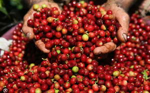Giá cà phê ngày 18/10: Tồn kho giảm sâu hỗ trợ giá cà phê tăng kéo dài