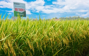 Loại gạo xuất khẩu nhiều nhất năm 2022 trở thành sản phẩm OCOP tiêu biểu của tỉnh Thái Bình