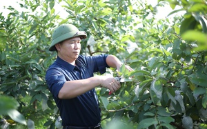 Bắc Giang: Phát triển sản phẩm OCOP, gia tăng giá trị nông sản địa phương