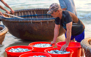 Một cái chợ cách TP Tam Kỳ 15km, cá tôm la liệt, tiếng mua bán rôm rả bên sóng biển, tấp nập nhất Quảng Nam