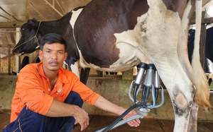 Một dự án nuôi bò hơn 2.000 tỷ đồng giúp nông dân Sóc Trăng tăng thu nhập bền vững