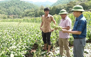 Nông dân Yên Châu nâng cao thu nhập từ cây trồng vụ đông