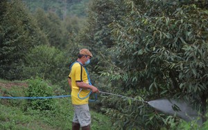 Hơn 2.400ha loại cây tiền tỷ mắc thứ bệnh khó chữa, nông dân một huyện của tỉnh Lâm Đồng đau đầu