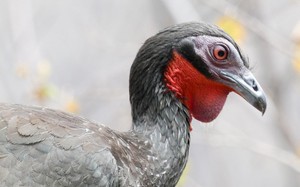 Cận cảnh loài chim lạ thải ra đặc sản đắt đỏ gần 40 triệu đồng/kg