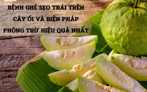 SỔ TAY NHÀ NÔNG: Bệnh ghẻ, sẹo trái trên cây ổi và biện pháp phòng trừ hiệu quả nhất