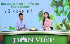 GÓC CHUYÊN GIA: Hướng dẫn kỹ thuật trồng và chăm sóc ổi trái vụ