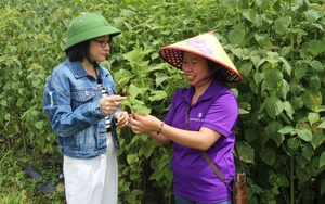 Phụ nữ quê lúa Thái Bình khởi nghiệp trên đất Sa Pa từ cây tía tô