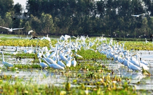 Vùng Đồng Tháp Mười ở Long An có một nơi rộng 5.000ha, thấy đầm lầy, cù lao, rừng tràm, chim đậu kín cây
