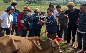 Sau học nghề, bà con dân tộc thiểu số ở Gia Lai trồng trọt, chăn nuôi &quot;mát tay&quot; hơn hẳn