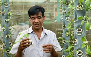 Kỳ lạ Hậu Giang: Anh nông dân trồng rau trên cột nhựa, vườn cây mọc nghiêng trên lưng trời, thu nhập 60 triệu đồng/tháng