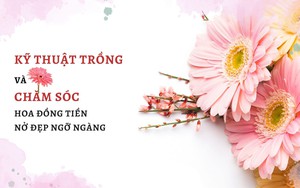 SỔ TAY NHÀ NÔNG: Kỹ thuật trồng và chăm sóc hoa đồng tiền nở quanh năm