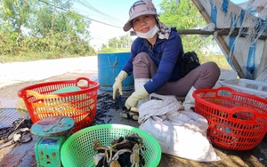 Cách chọn cua biển siêu ngon, chắc thịt từ lái buôn Ninh Bình có hơn 10 năm kinh nghiệm