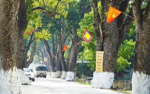 Hàng cây cổ thụ lên một ngôi đền cổ ở Thanh Hóa, ai qua cũng trầm trồ