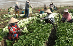 Một HTX ở Tiền Giang trồng rau an toàn bán siêu thị, xuất khẩu sang Nhật Bản, Hàn Bản, có thu nhập cao