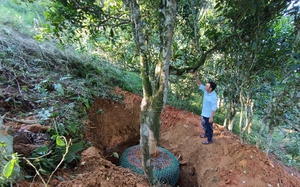 Một loài cây cổ thụ ở nơi này của Lào Cai bị dân chơi săn lùng làm cây cảnh đang hot, đó là cây gì?