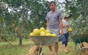 Hà Tĩnh: Bán thứ quả đặc sản, nông dân huyện miền núi Hương Khê thu gần 590 tỷ đồng