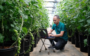 Nông dân Đà Lạt làm nông nghiệp công nghệ cao gắn với bảo vệ môi trường