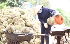 Toàn bộ sầu riêng tiêu thụ ở Trung Quốc đều phải nhập khẩu, sầu riêng Việt Nam sắp có đối thủ cạnh tranh 