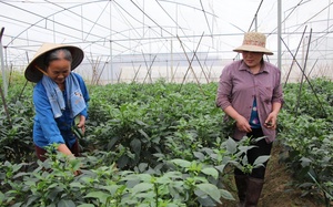 30 năm khuyến nông Bắc Giang: Tổ chức hàng chục ngàn mô hình, lớp tập huấn cho nông dân