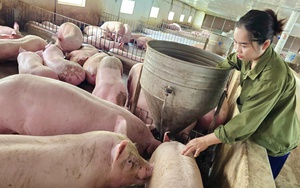 Nông dân 9X Quảng Bình nuôi lợn bằng thảo dược, con nào cũng khỏe, xuất bán cả ngàn con/năm