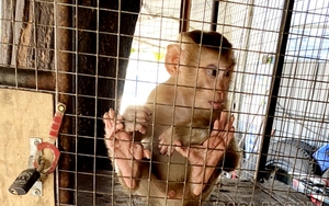 Một hộ dân ở TP. Lào Cai giao nộp 2 cá thể khỉ thuộc danh mục nguy cấp, quý hiếm