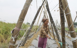 Nơi khác còn rục rịch làm đất, nông dân một xã của tỉnh Thái Bình đã có tiền đút túi nhờ trồng rau vụ đông