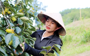 Loại cây ra quả ngon, bổ dưỡng, ngâm nước 3-4 ngày thành cây giảm nghèo đang hot tại Hà Tĩnh