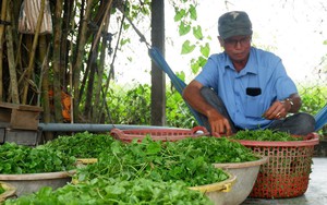 Thứ rau đồng này ăn ví như uống thuốc bổ, một nông dân Long An hễ cắt là thương lái &quot;khuân&quot; hết