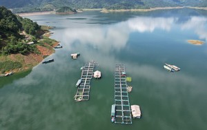 Nuôi cá lồng trên lòng hồ thủy điện lớn nhất Thanh Hóa, nhà nào nuôi đều khá giàu hẳn 