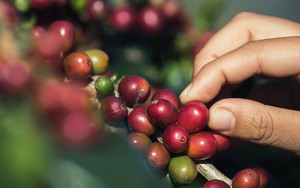 Giá cà phê ngày 25/10: Robusta bất ngờ quay đầu giảm dù cung vẫn khan hiếm