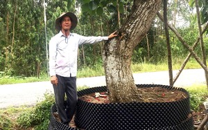 Trót yêu cái nghề “mua củi, bán kiểng”, &quot;ôm&quot; cả cây cổ thụ, anh nông dân tỉnh Tiền Giang có tiền tỷ/năm
